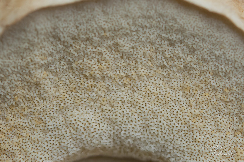 leccinum-duriusculum_21.jpg