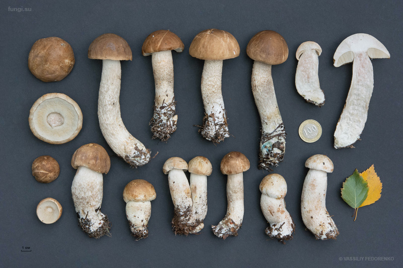 leccinum-duriusculum_22.jpg