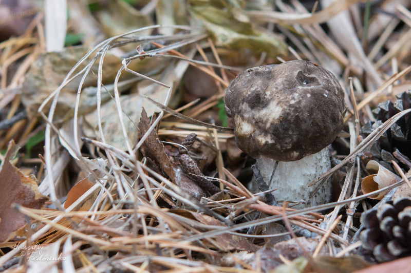 leccinum_01.jpg