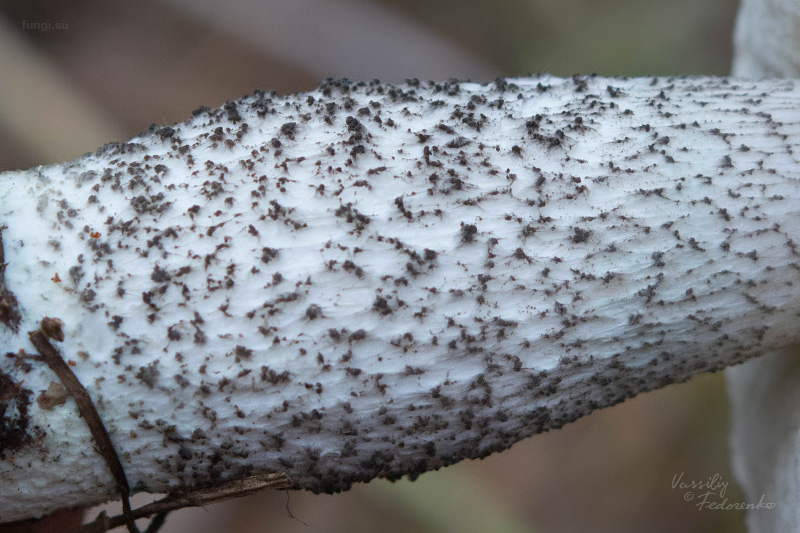 leccinum_06.jpg