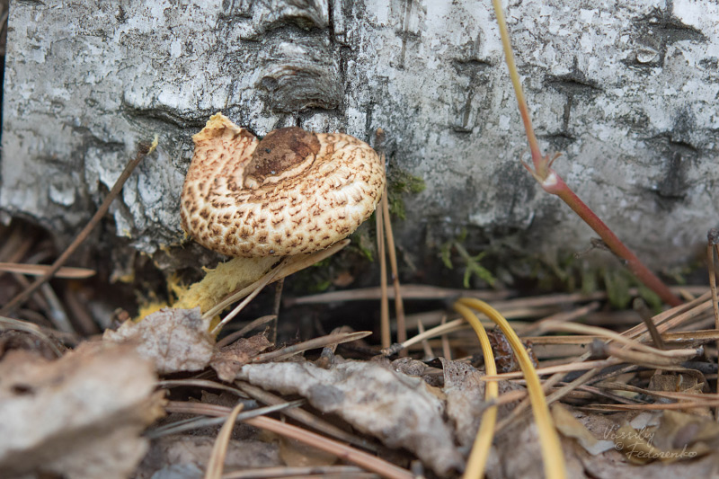 lepiota_01.jpg