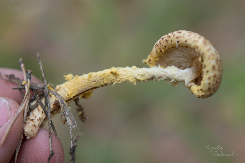 lepiota_03.jpg