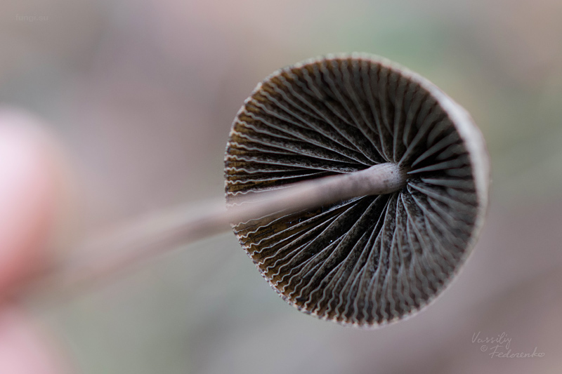 panaeolus_04.jpg