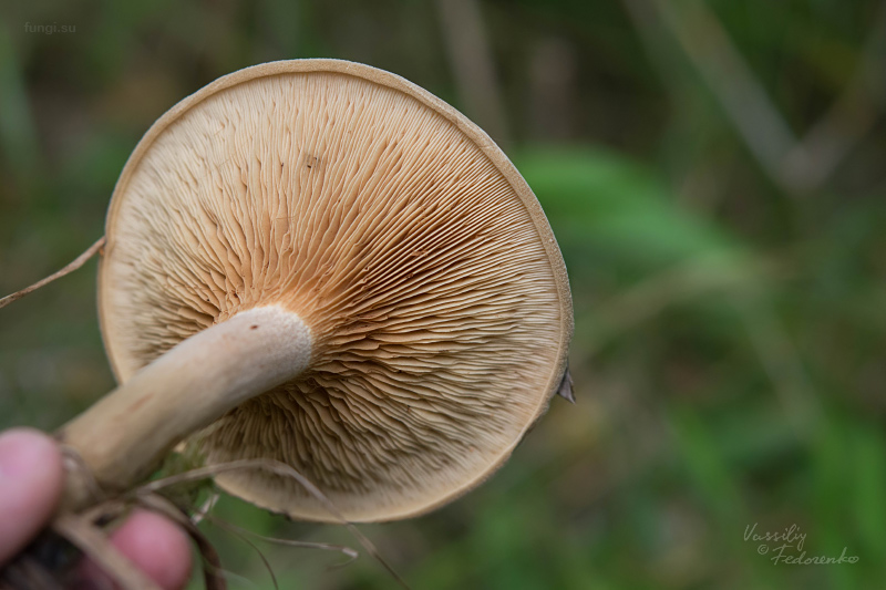 paxillus_02.jpg