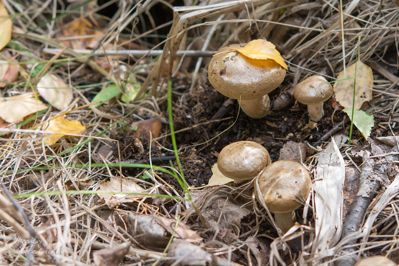 paxillus_03.jpg