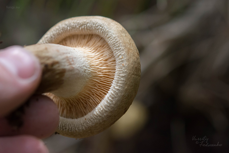paxillus_04.jpg