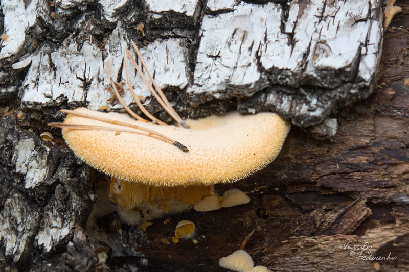 phyllotopsis-nidulans_01.jpg