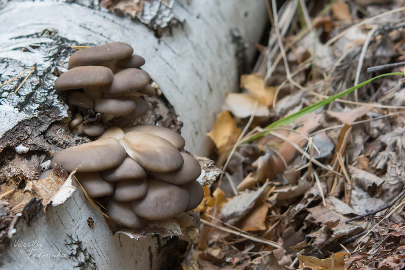 pleurotus_01_1.jpg