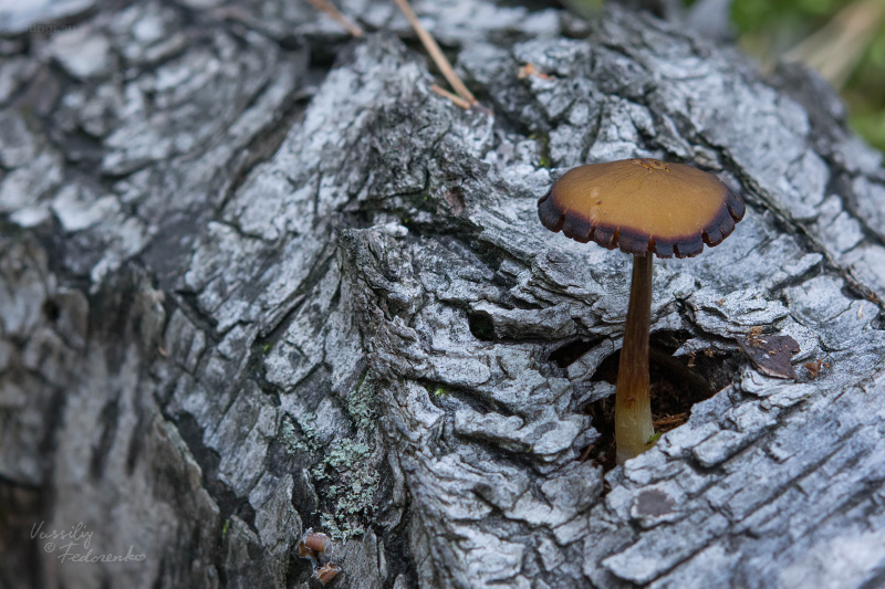 pluteus_01_1.jpg