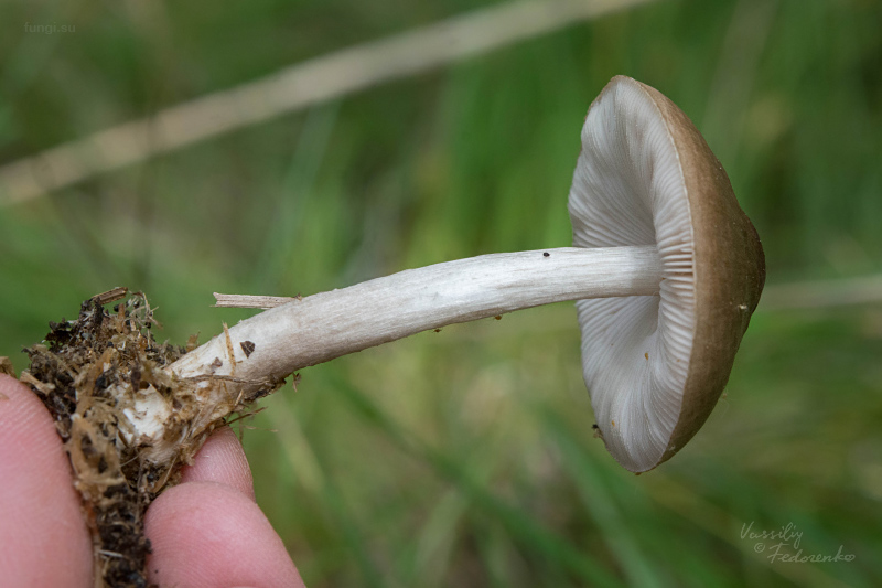 pluteus_03.jpg