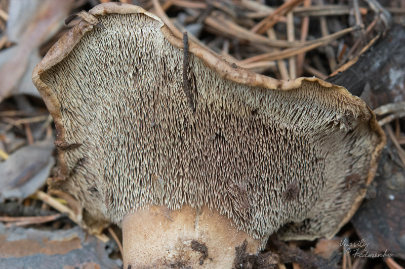 sarcodon_03.jpg