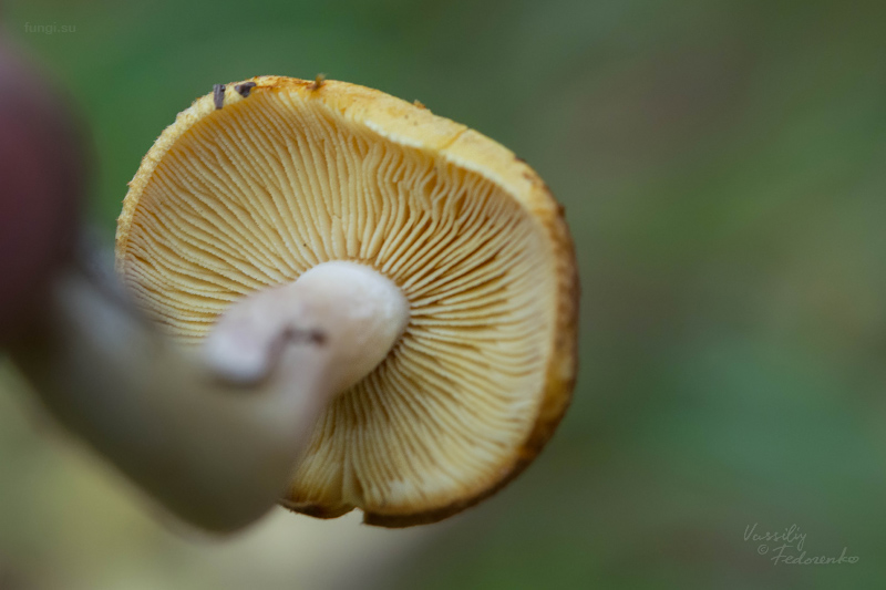 tricholomopsis_04.jpg