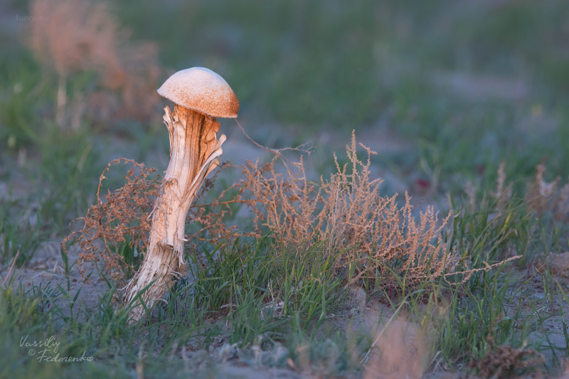 battarrea-phalloides_02.jpg