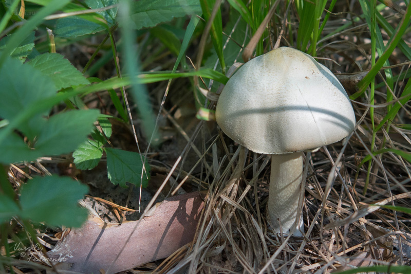 agaricus_01.jpg