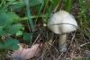 agaricus_01_t1.jpg