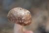 agaricus_03_t1.jpg