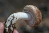 agaricus_05_t1.jpg