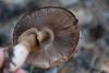 agaricus_07_t1.jpg