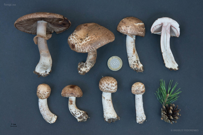 agaricus_09.jpg