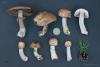 agaricus_09_t1.jpg