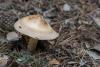 amanita-battarrae_02_t1.jpg