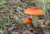 amanita-muscaria_01_t1.jpg