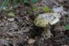 amanita-phalloides_01_t1.jpg