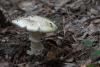 amanita-phalloides_03_t1.jpg