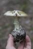 amanita-phalloides_04_t1.jpg