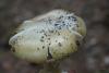 amanita-phalloides_05_t1.jpg