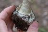 amanita-phalloides_06_t1.jpg