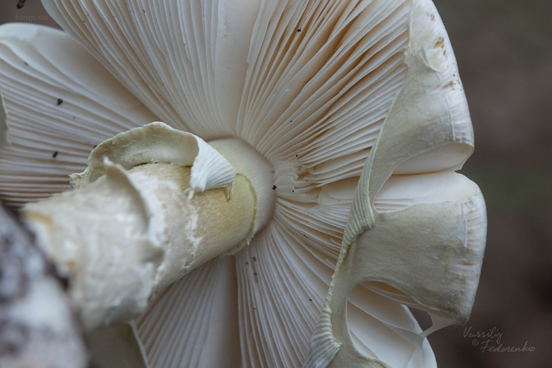 amanita-phalloides_08.jpg