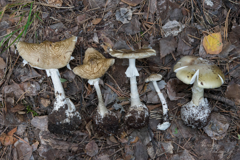 amanita-phalloides_11.jpg