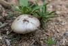 amanita-vaginata_01_t1.jpg