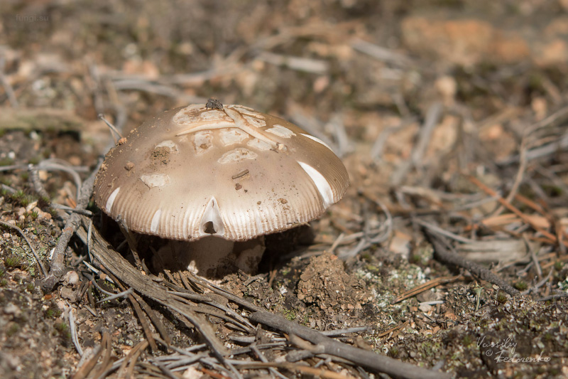 amanita-vaginata_02.jpg