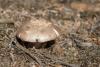 amanita-vaginata_02_t1.jpg