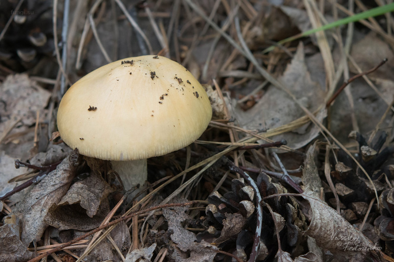 amanita_01_2.jpg