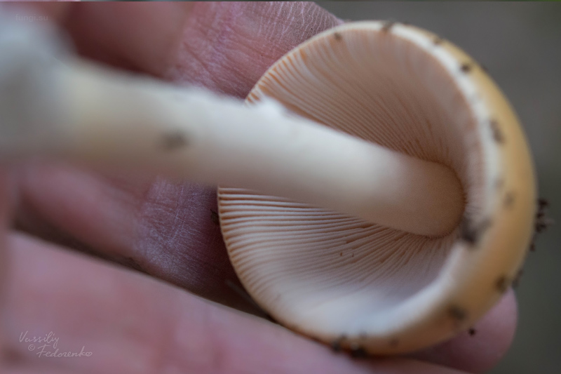 amanita_03.jpg