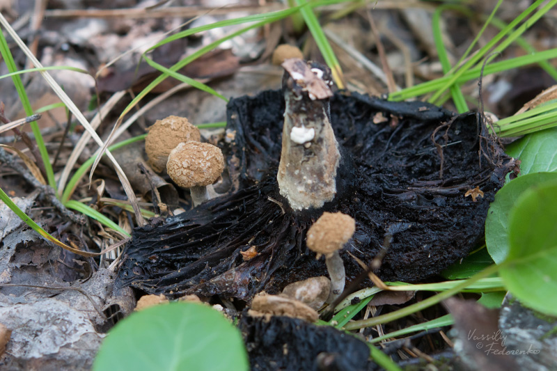 asterophora-lycoperdoides_01.jpg