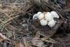 asterophora-lycoperdoides_01_t1_1.jpg