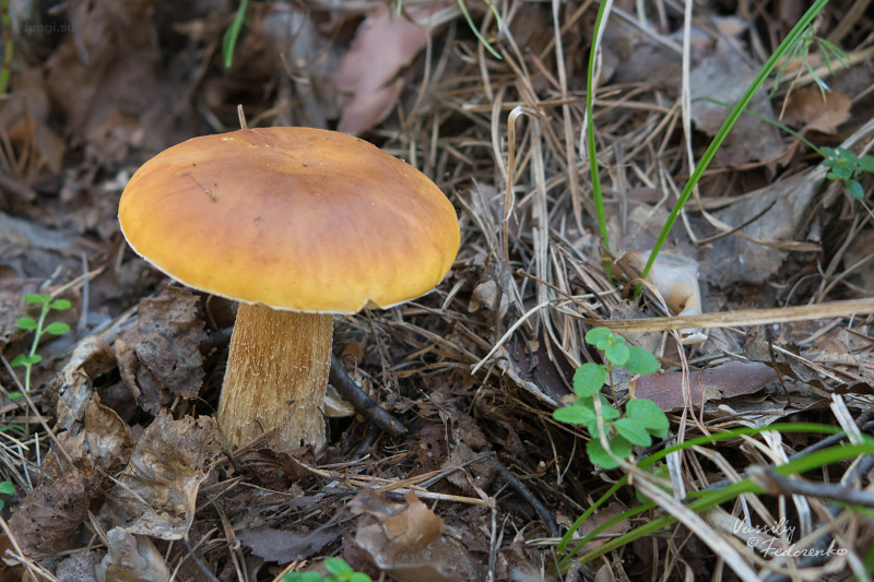 boletus-betulicola_01.jpg