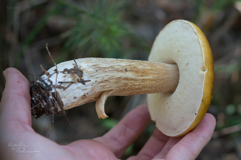 boletus-betulicola_02.jpg