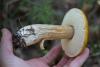 boletus-betulicola_02_t1.jpg