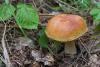 boletus-edulis-betulicola_04_t1.jpg