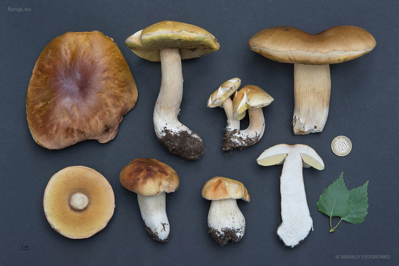 boletus-edulus-betulicola_01.jpg