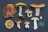 boletus-edulus-betulicola_01_t1.jpg