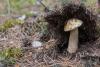boletus-edulus-betulicola_02_t1.jpg