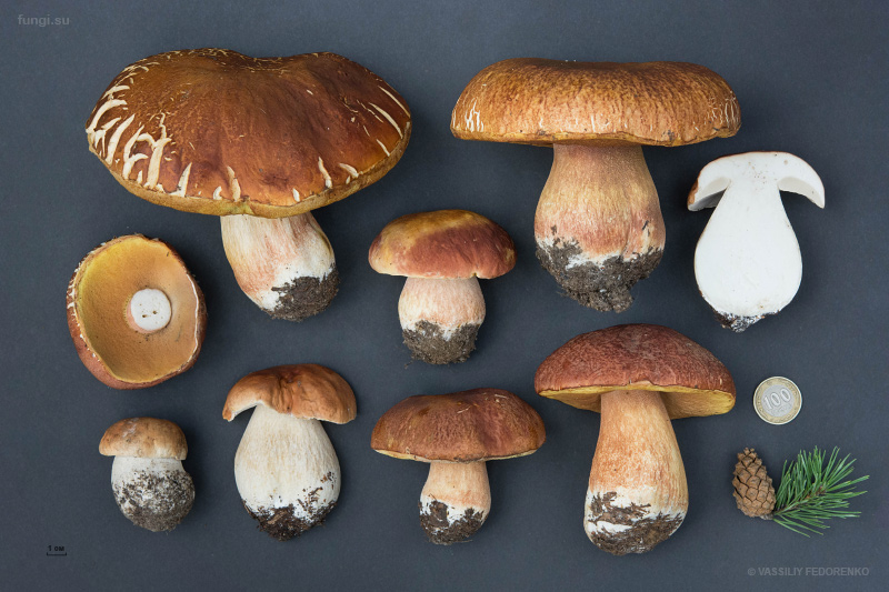 boletus-pinophilus_01_3.jpg