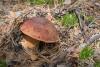 boletus-pinophilus_01_t1.jpg