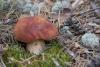 boletus-pinophilus_01_t1_1.jpg